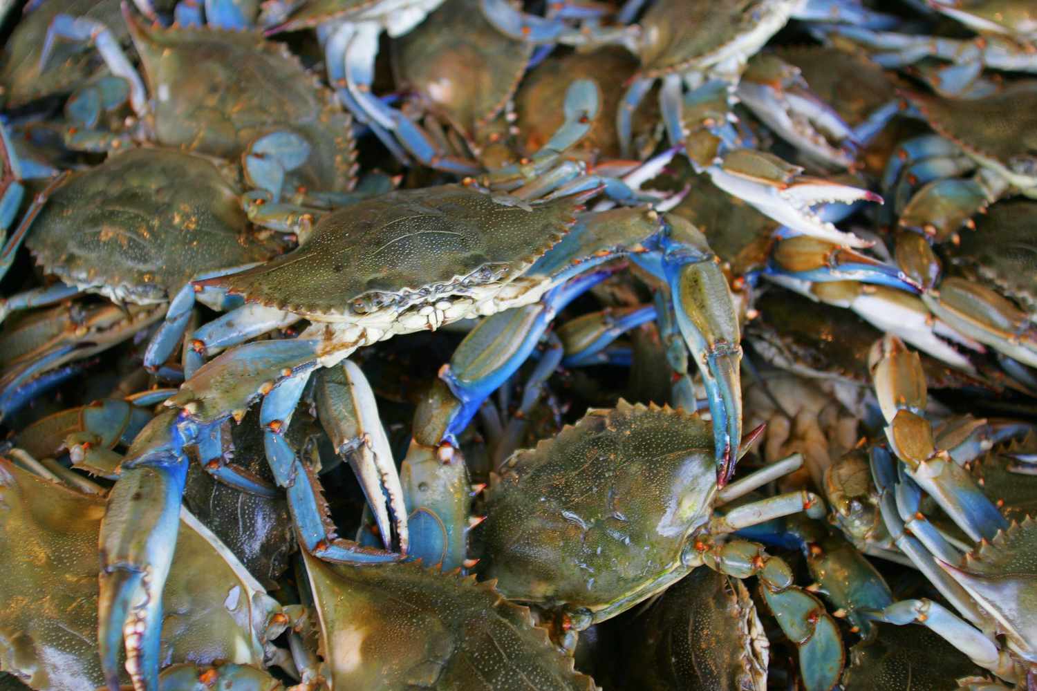 Blue Crab