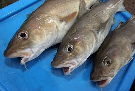 Cod