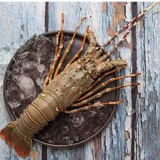 Fresh Lobster
