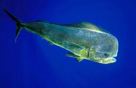 Avoli Meen - Mahi Mahi