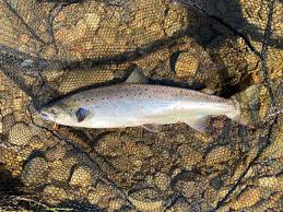 Salmon