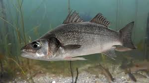 Sea Bass