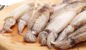 Fresh Squid